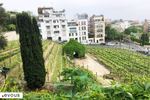 Fête des Vendanges de Montmartre 2024 : Le programme