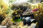 Trois aquariums à Paris : Lequel choisir ?