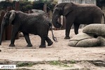 Zoo de Vincennes - Parc zoologique de Paris