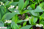 Le muguet est toxique pour l'homme, le chien et le chat