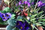 Calendrier du jardinage, quand et comment planter ?