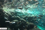 Date 2025 de l'ouverture de la pêche à la truite