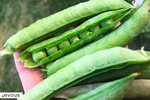 Cueillette à la ferme près de Toulouse, fruits et légumes frais (adresses, horaires)