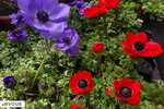 Tapis de Fleurs 2024 à Bruxelles : dates, programme