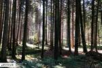 Dates d'ouverture de la chasse dans les Alpes-Maritimes en 2024-2025