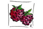 Recette Champagne framboisé
