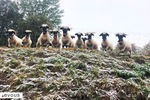 Les plus beaux zoos de France : notre sélection 