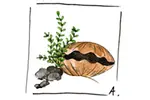 Recette Coquilles Saint-Jacques à la crème