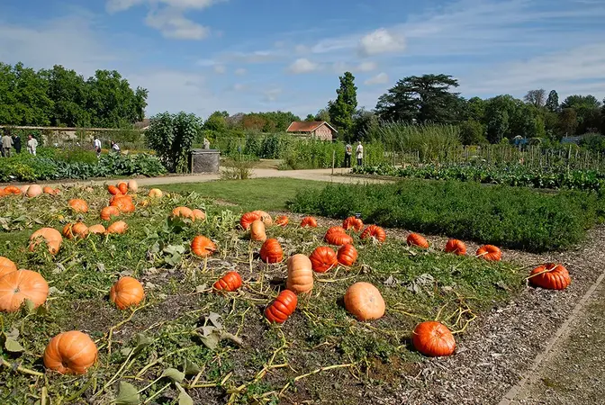 Citrouilles au Domaine de la Grange La PrÃ©vÃ´tÃ©